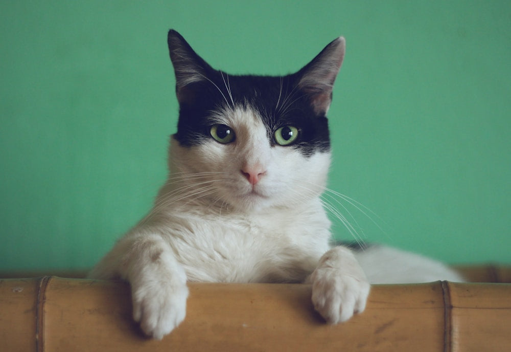 Milo