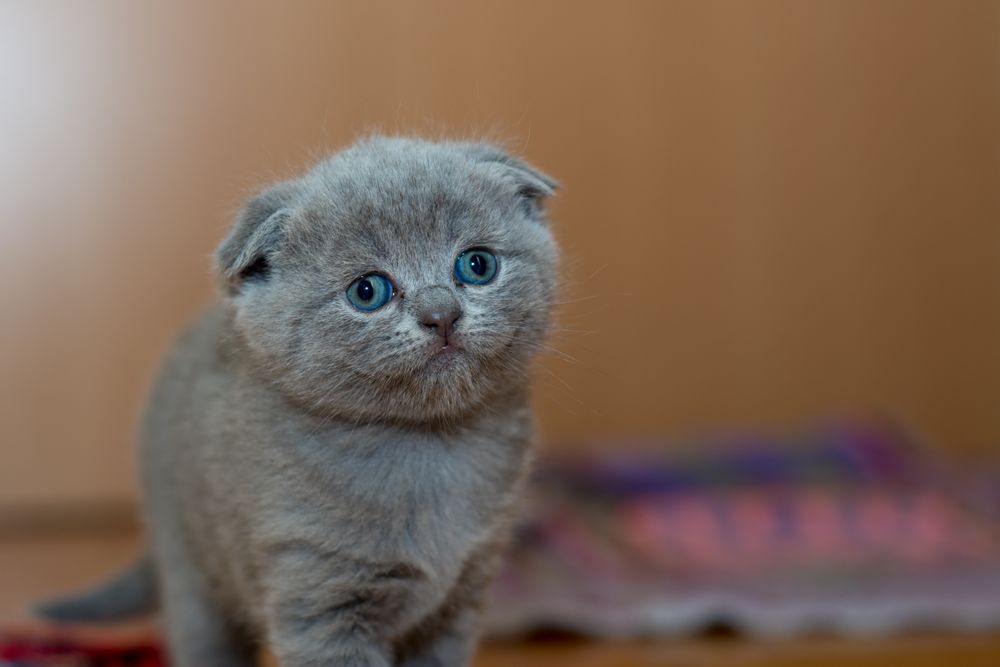 Oliver
